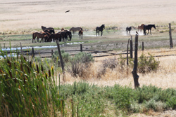 Gray Jay Press- Sagebrush Heart- Wild Horses at Dolly Varden Spring